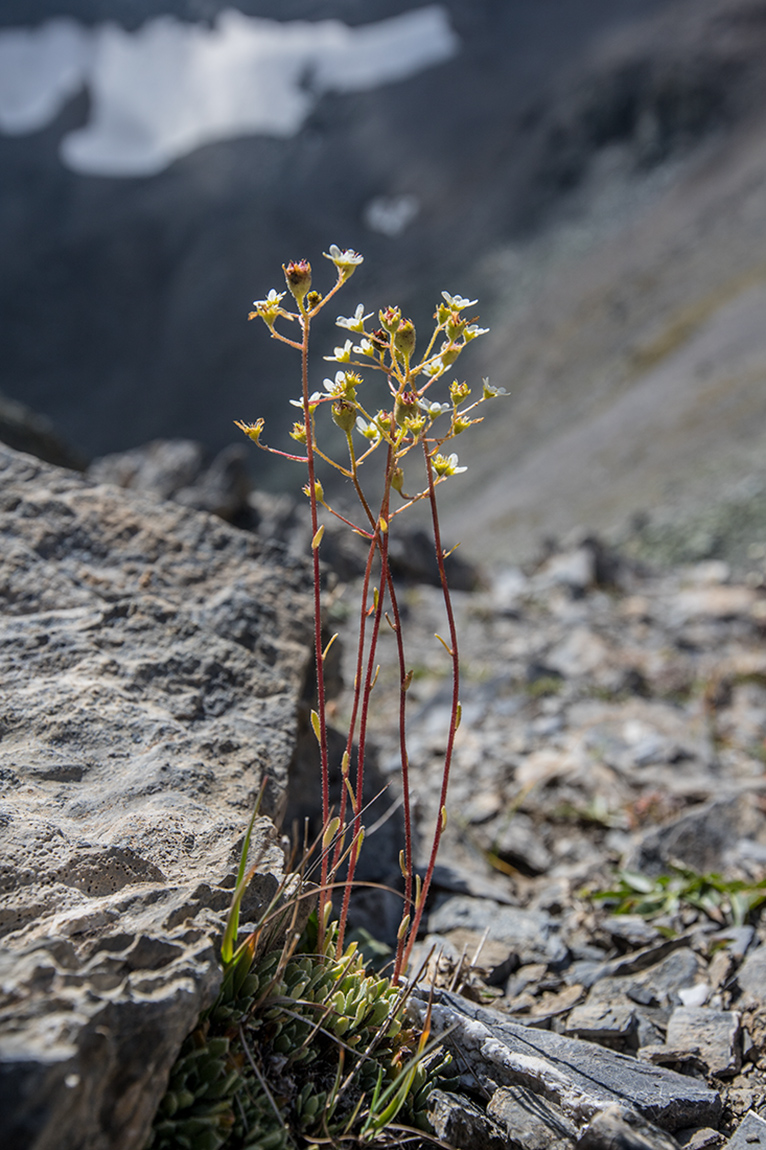 Изображение особи род Saxifraga.