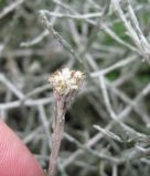 Leucophyta brownii. Соцветие (часть фаланги указательного пальца оставлена для масштаба). Санкт-Петербург, клумба. 16 сентября 2010 г.