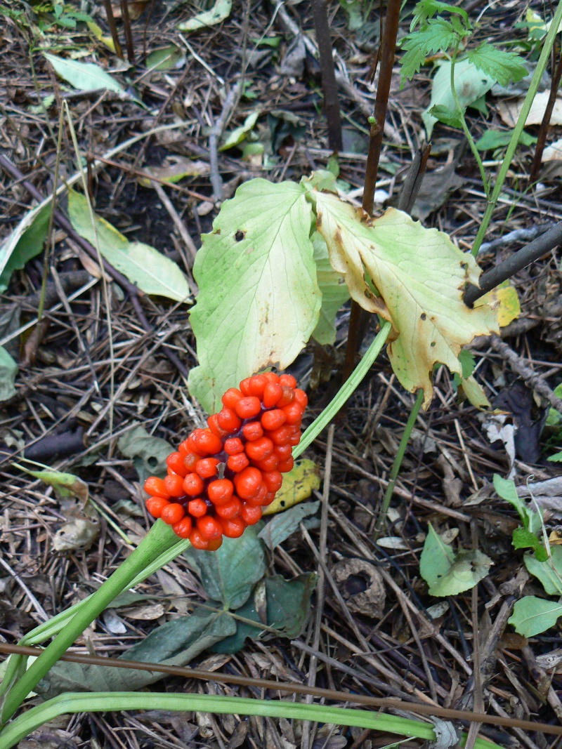 Изображение особи Arisaema amurense.