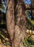 Cedrus libani