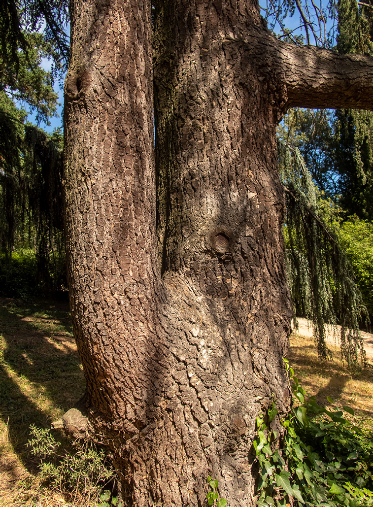 Image of Cedrus libani specimen.