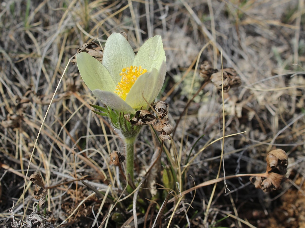Image of Pulsatilla orientali-sibirica specimen.