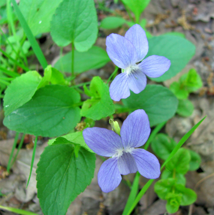 Изображение особи Viola canina.