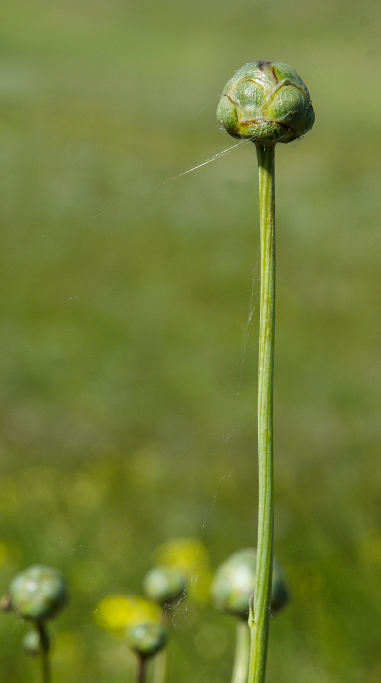 Изображение особи Rhaponticoides ruthenica.