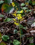 Epimedium colchicum. Соцветие. Краснодарский край, Сочи, Хостинский р-н, гора Ахун, широколиственный лес. 14.03.2025.