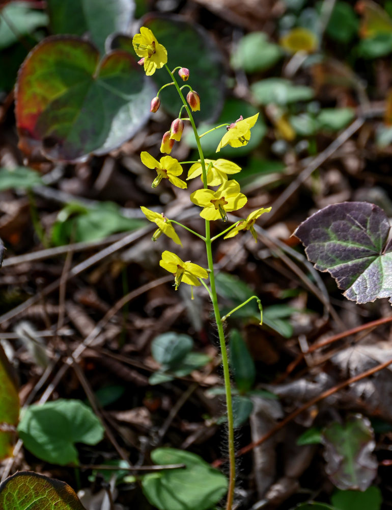 Image of Epimedium colchicum specimen.