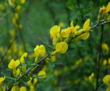 Chamaecytisus ruthenicus