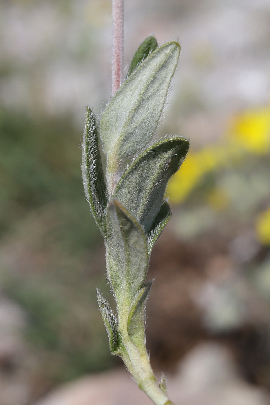 Изображение особи Helianthemum georgicum.