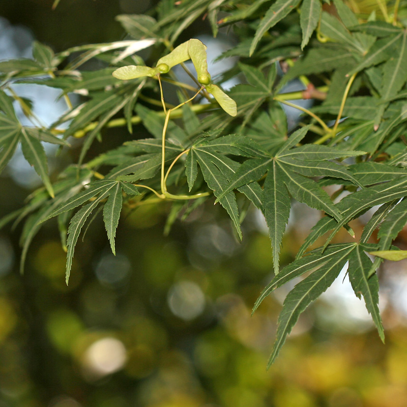 Image of Acer palmatum specimen.