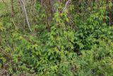 Humulus lupulus. Заросли на опушке ольхового леса. Беларусь, Витебская обл., окр. г. Городок, ур. Бас-остров (мыс между оз. Луговое и Ореховое), берег оз. Ореховое, у тропы. 02.05.2025.