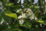 Crataegus maximowiczii