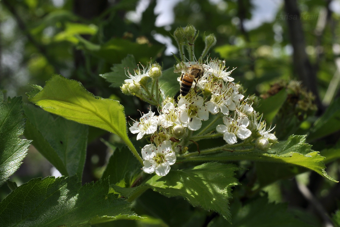 Изображение особи Crataegus maximowiczii.
