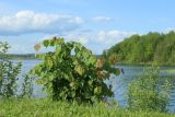 Tilia cordata. Молодое растение. Беларусь, Витебская обл., пос. Езерище, дендрарий Езерищеского лесничества, бровка склона к озеру, разнотравно-злаковый луг на глинистой почве. 03.06.2025.