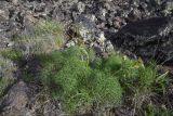 familia Apiaceae