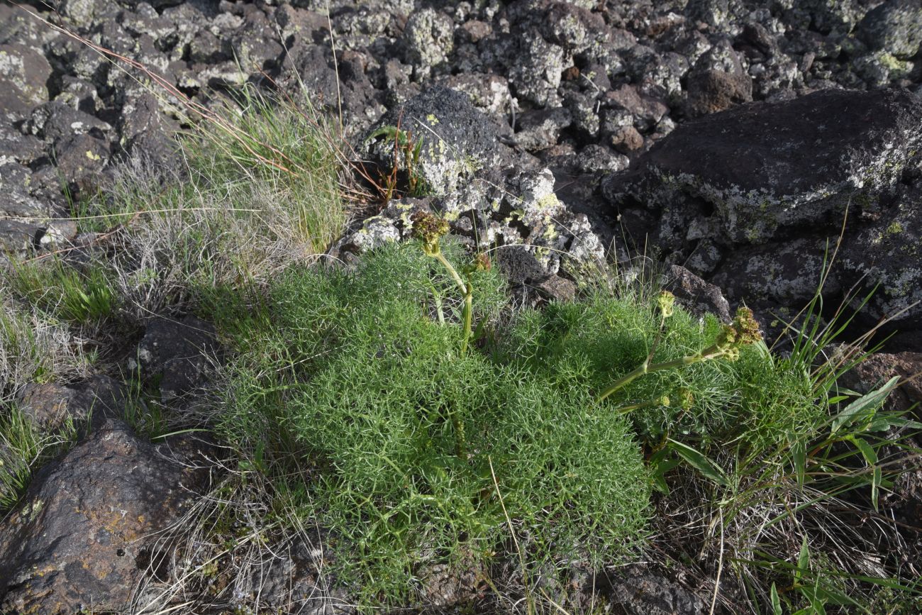 Image of familia Apiaceae specimen.