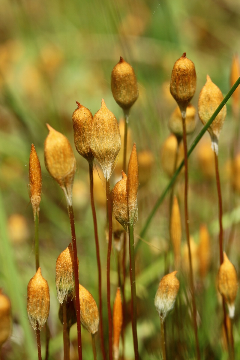 Image of Polytrichum swartzii specimen.