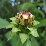 Inula helenium. Развивающееся соцветие. Хабаровский край, окр. г. Комсомольск-на-Амуре, обочина грунтовой дороги. 02.08.2025.