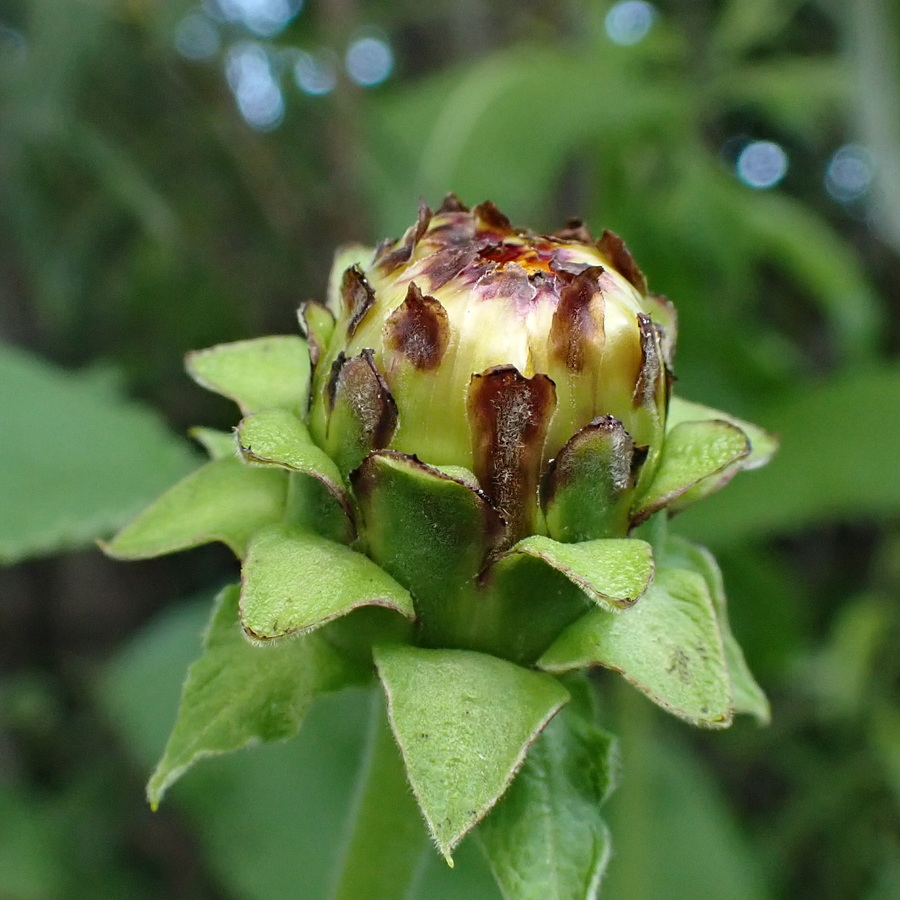 Image of Inula helenium specimen.