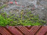 Sagina procumbens. Цветущее растение. Псков, стык тротуарной плитки и отмостки дома. 09.06.2025.