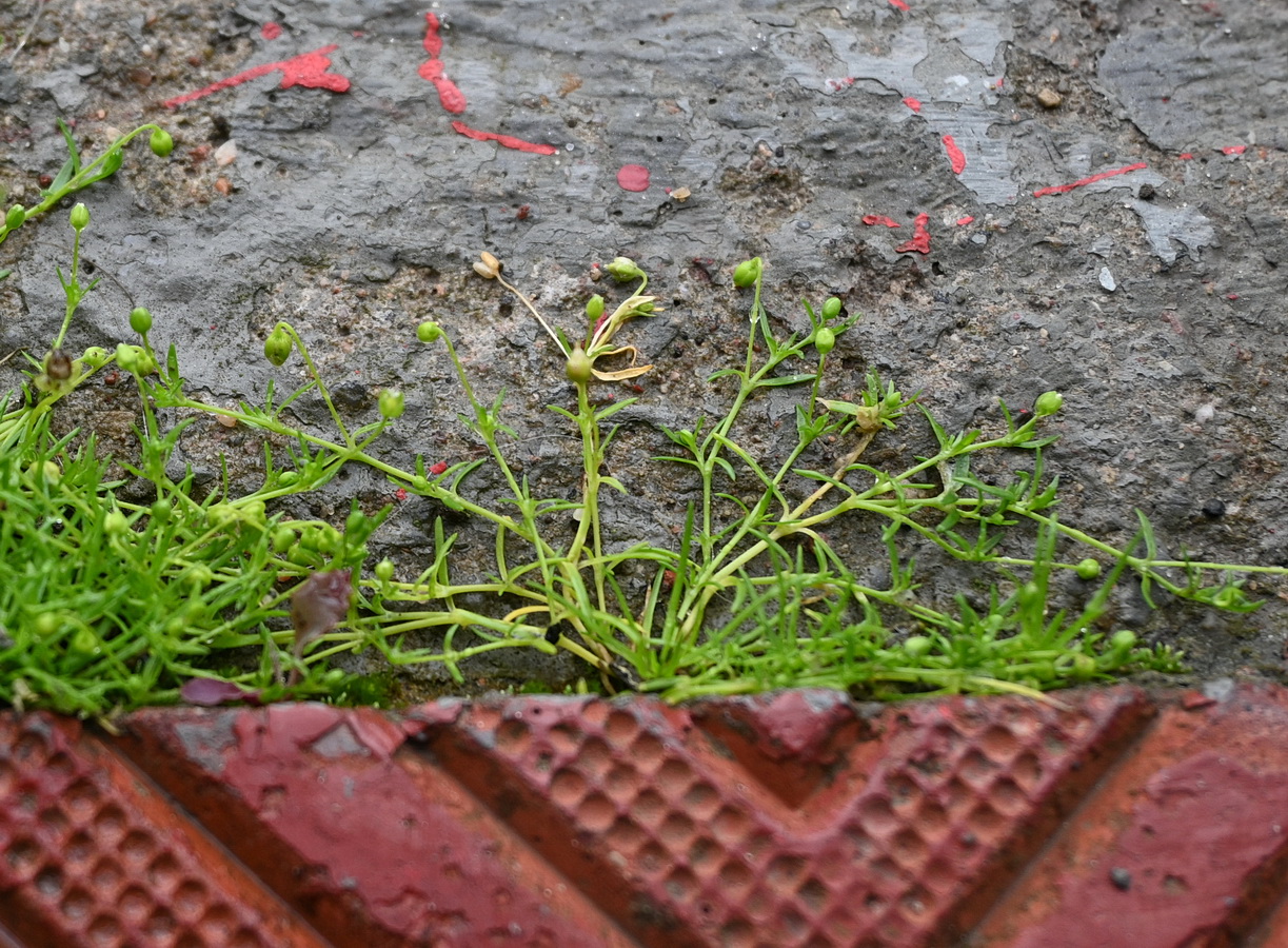 Image of Sagina procumbens specimen.