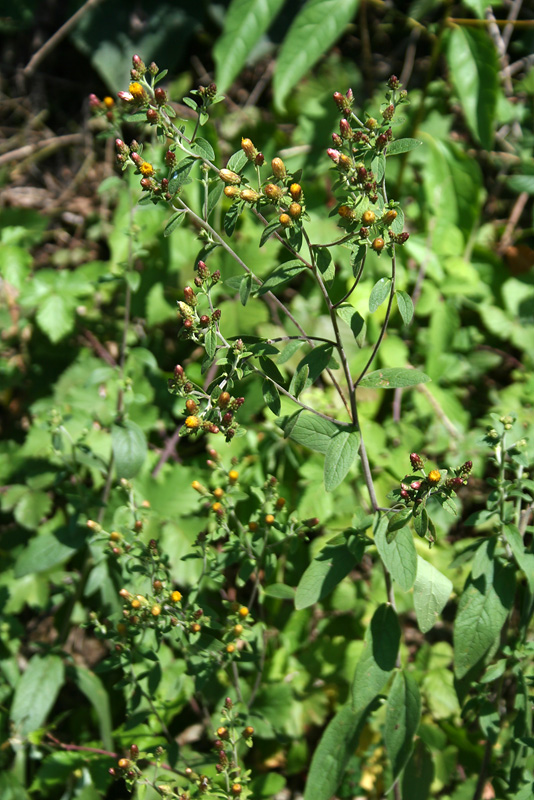 Изображение особи Inula conyza.