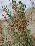 Halimodendron halodendron. Верхушка веточки с плодами. Казахстан, Жетысуская обл., Панфиловский р-н, отроги Джунгарского Алатау, горы Долонтау, край русла временного водотока. 19 сентября 2025 г.