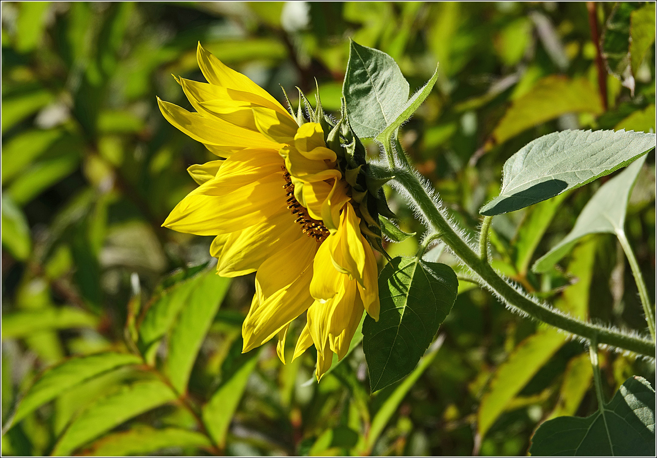 Изображение особи Helianthus annuus.