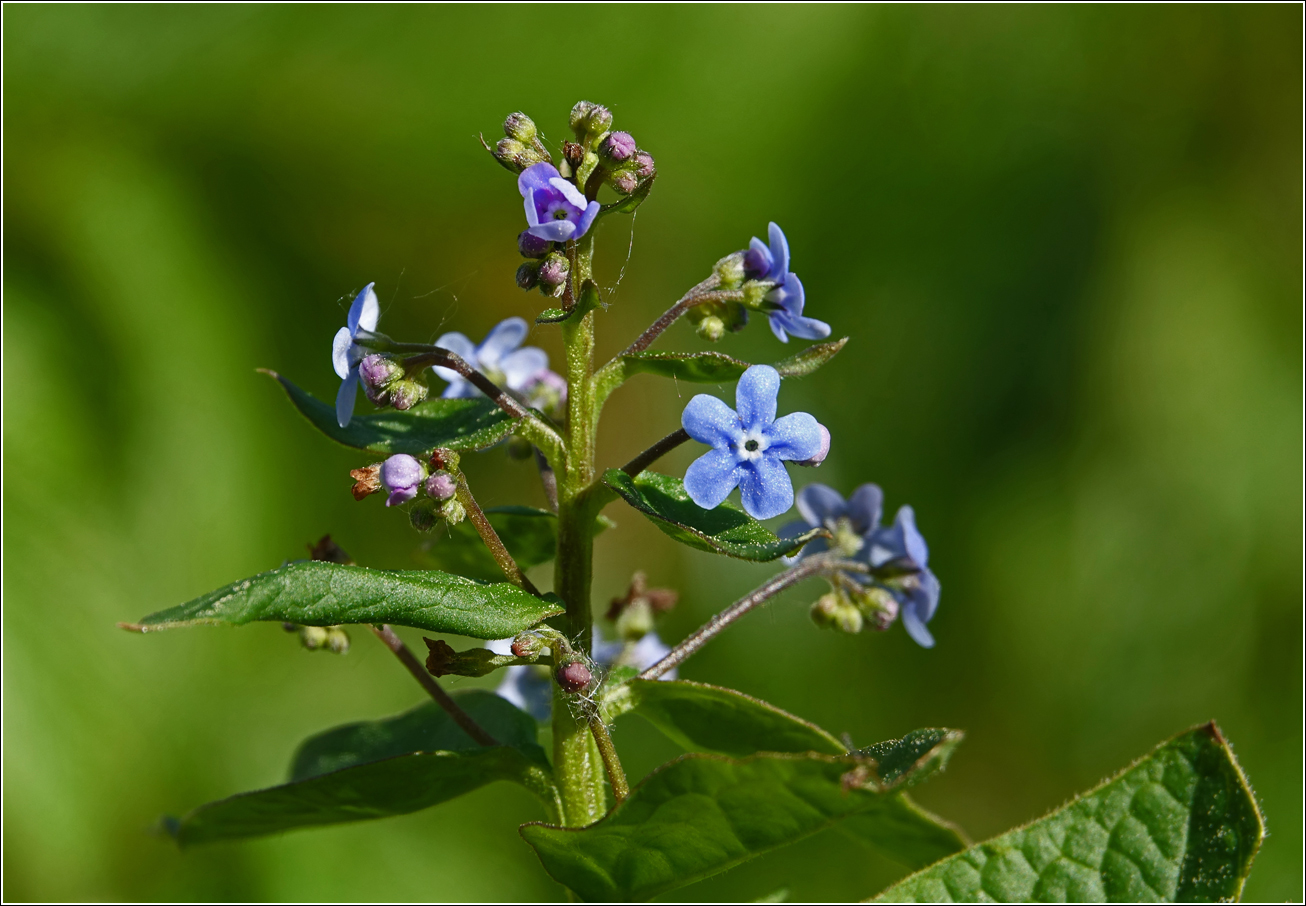 Image of Brunnera sibirica specimen.
