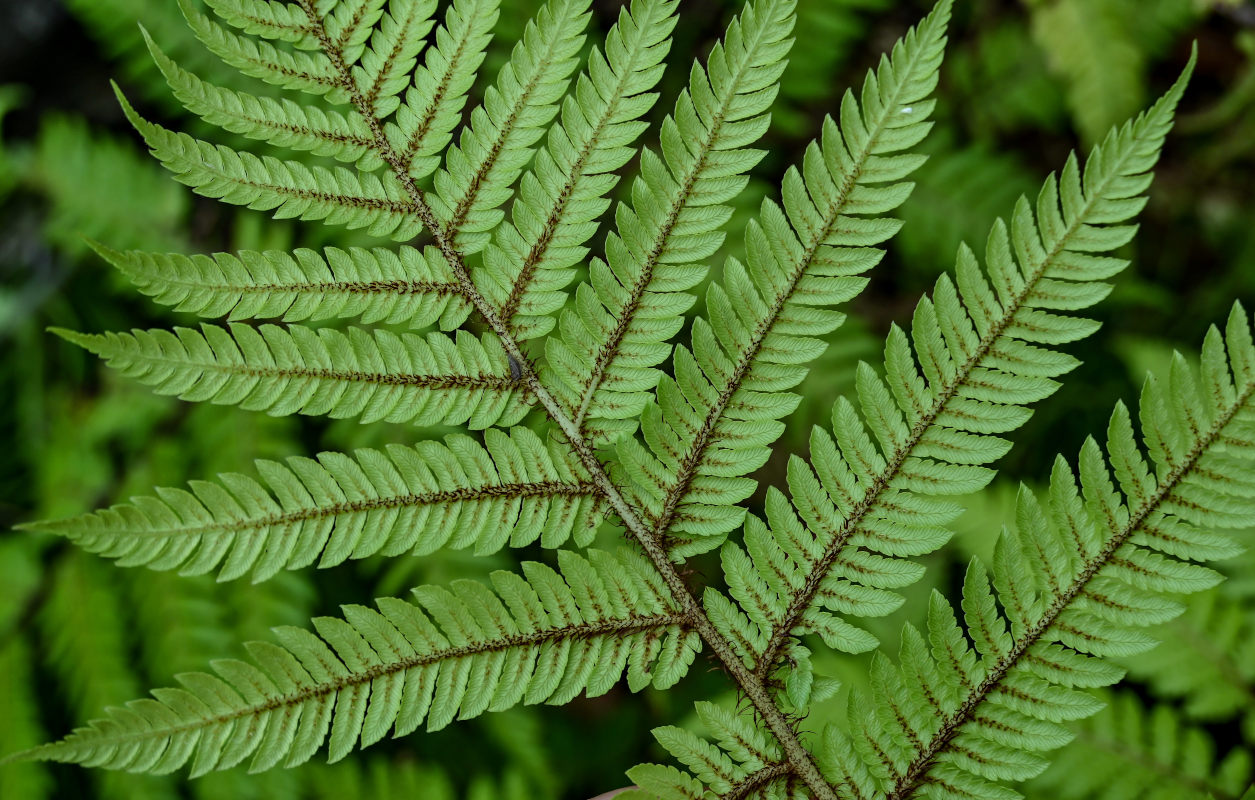 Изображение особи Cyathea cooperi.