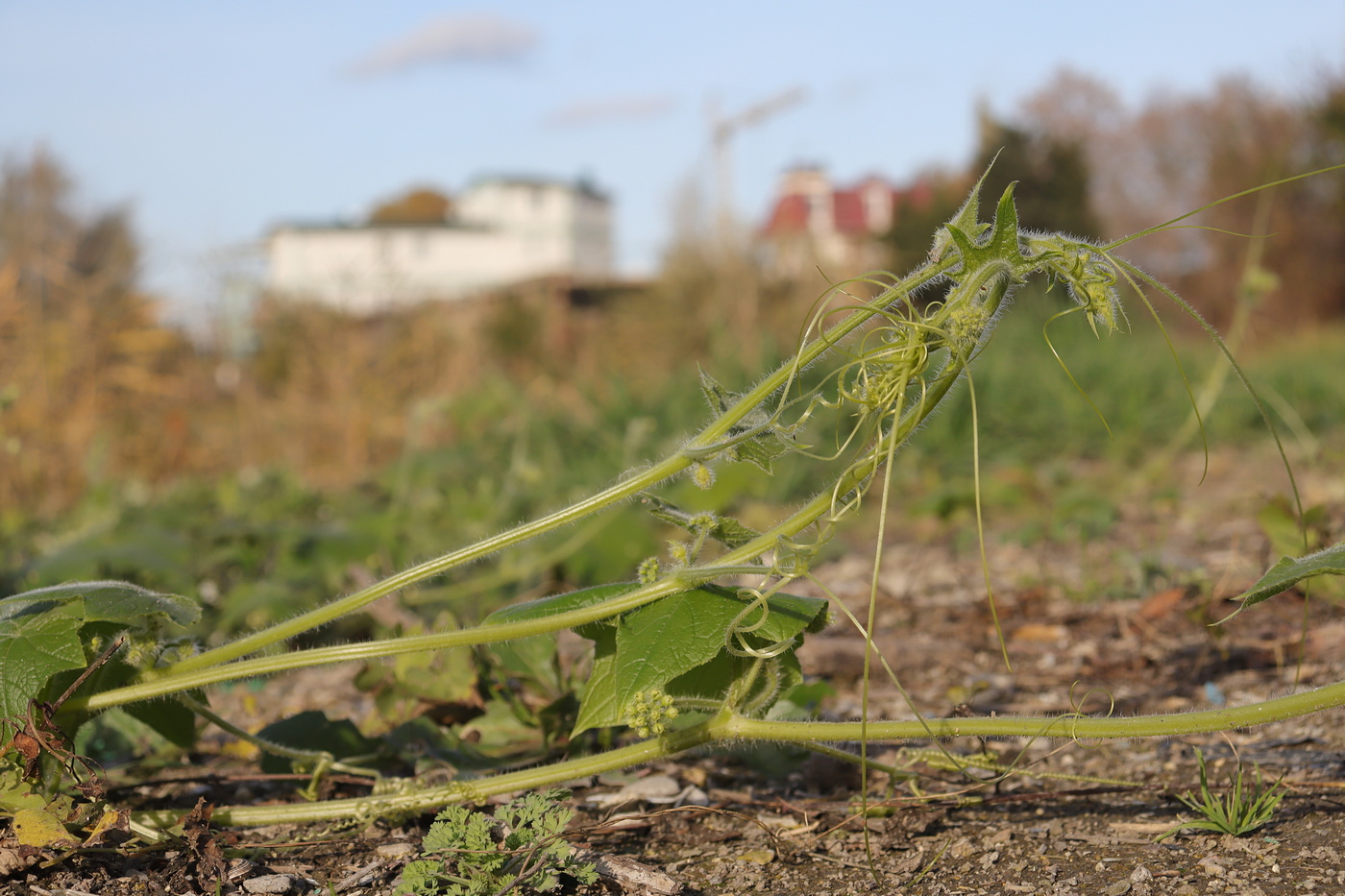 Image of Bryonia dioica specimen.