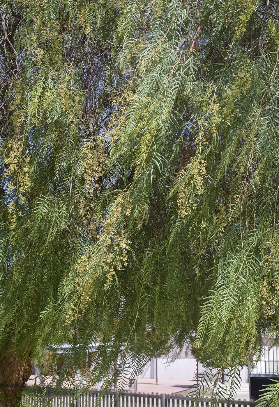 Image of Schinus molle specimen.