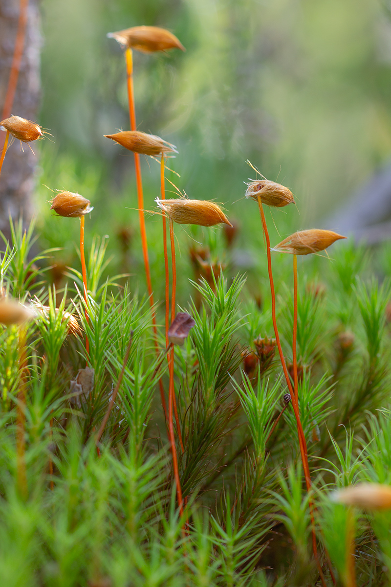 Image of Polytrichum commune specimen.