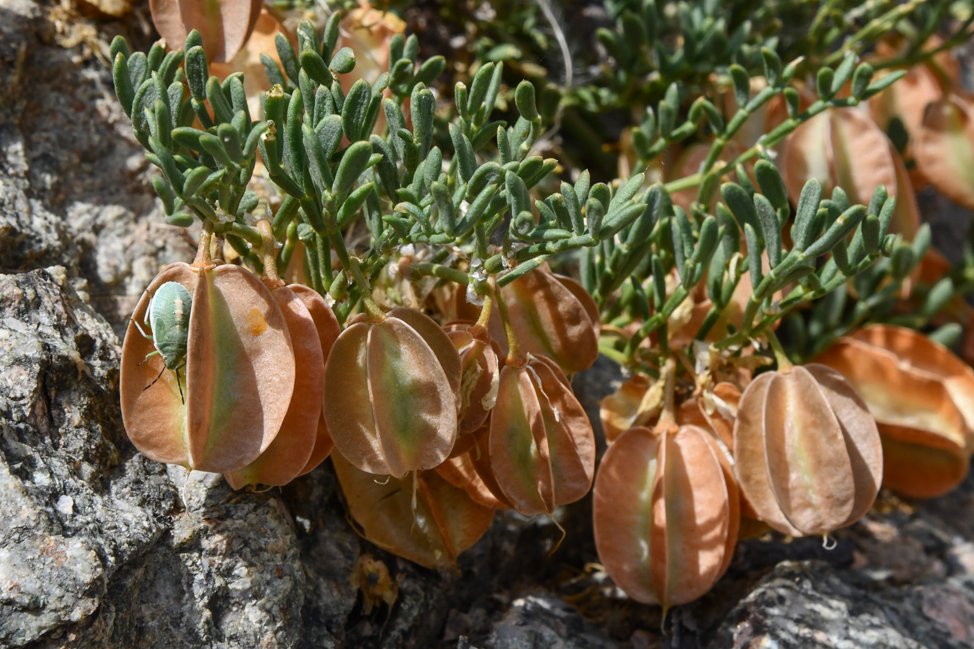 Image of Zygophyllum kegense specimen.