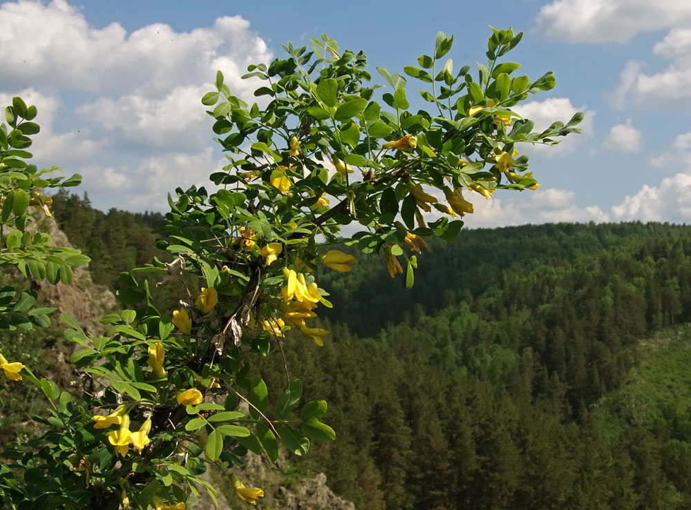 Image of Caragana arborescens specimen.