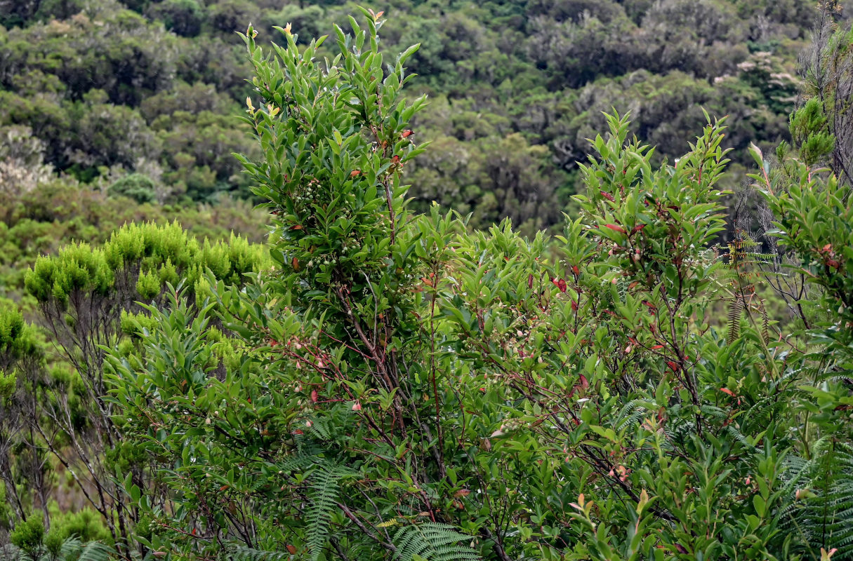 Изображение особи Vaccinium padifolium.