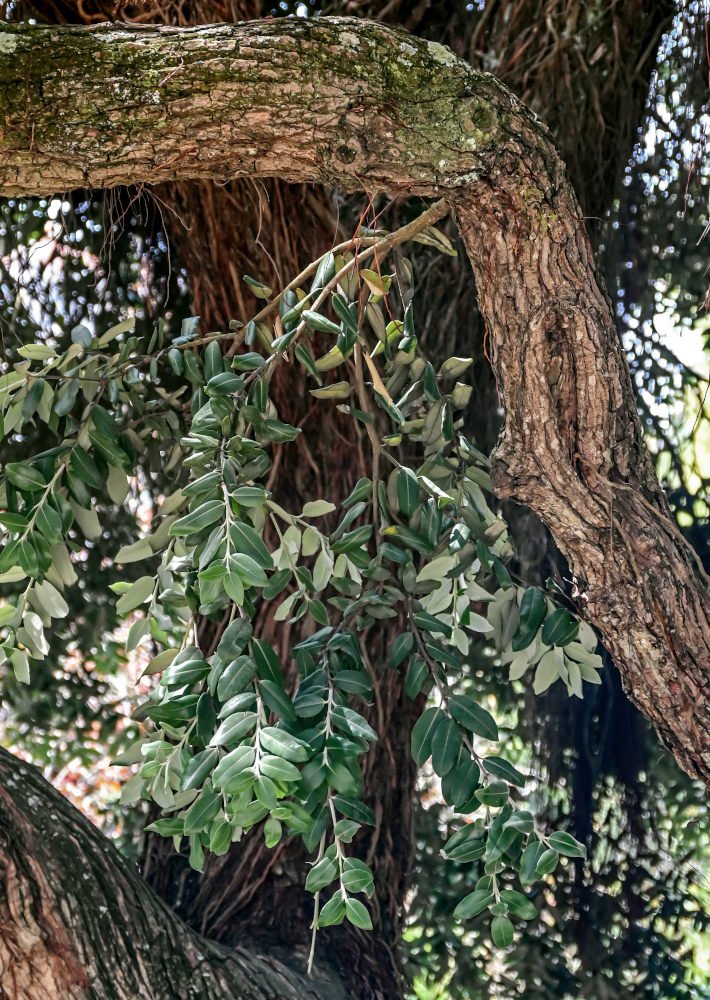 Image of Metrosideros excelsa specimen.