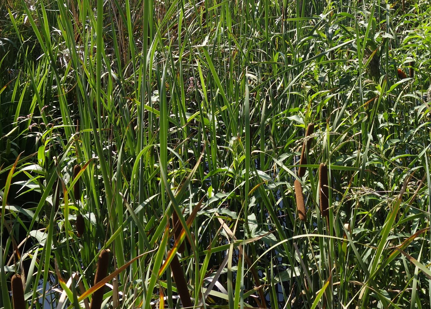 Изображение особи род Typha.