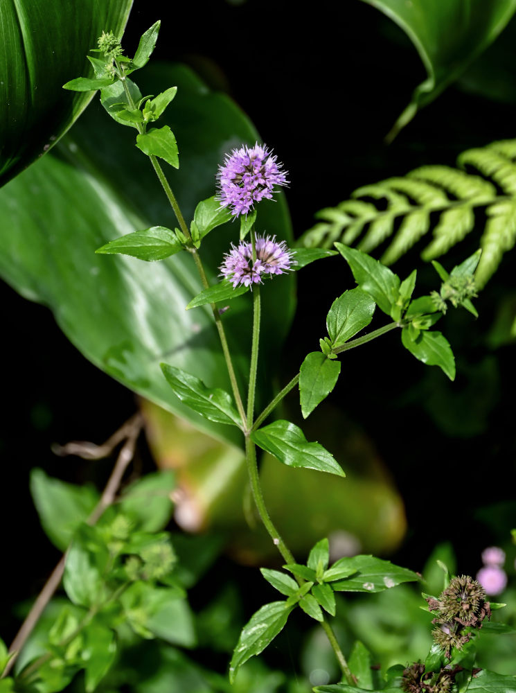 Изображение особи Mentha aquatica.