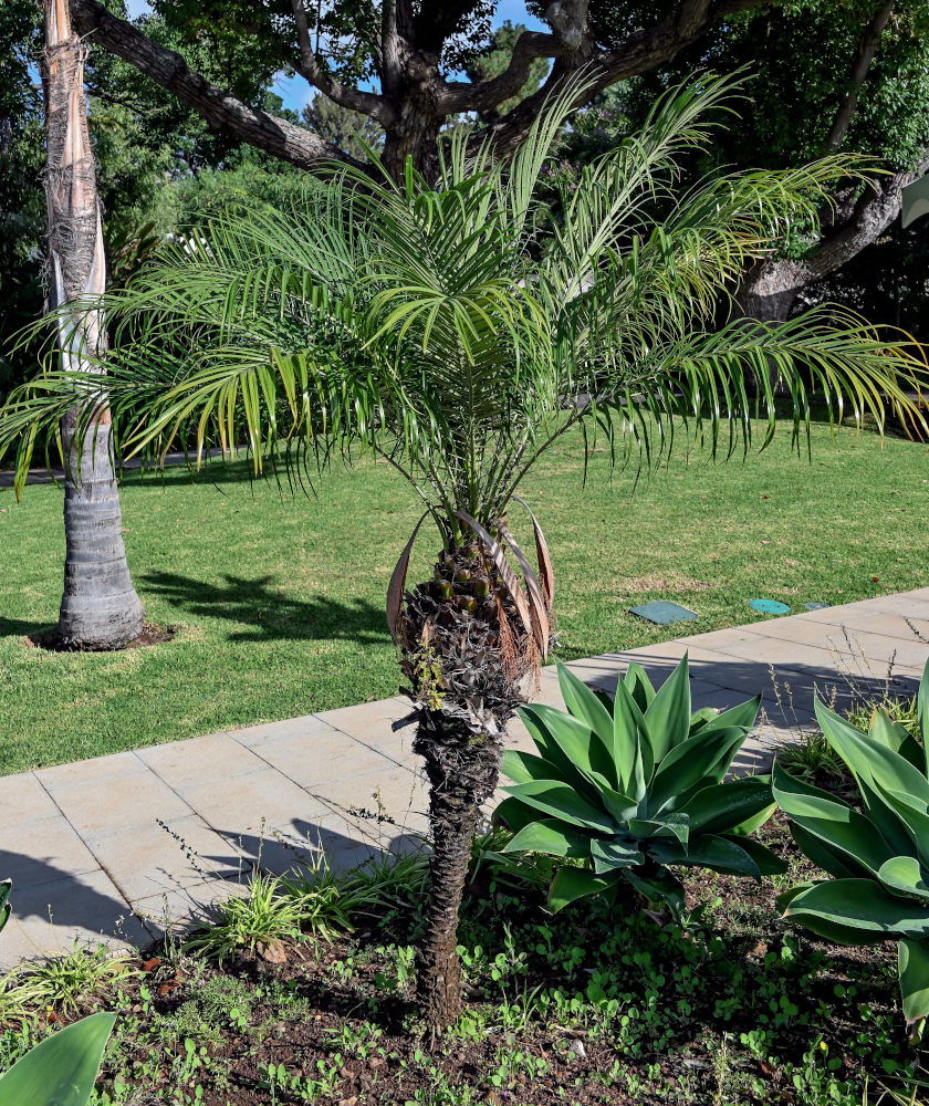 Изображение особи Phoenix roebelenii.