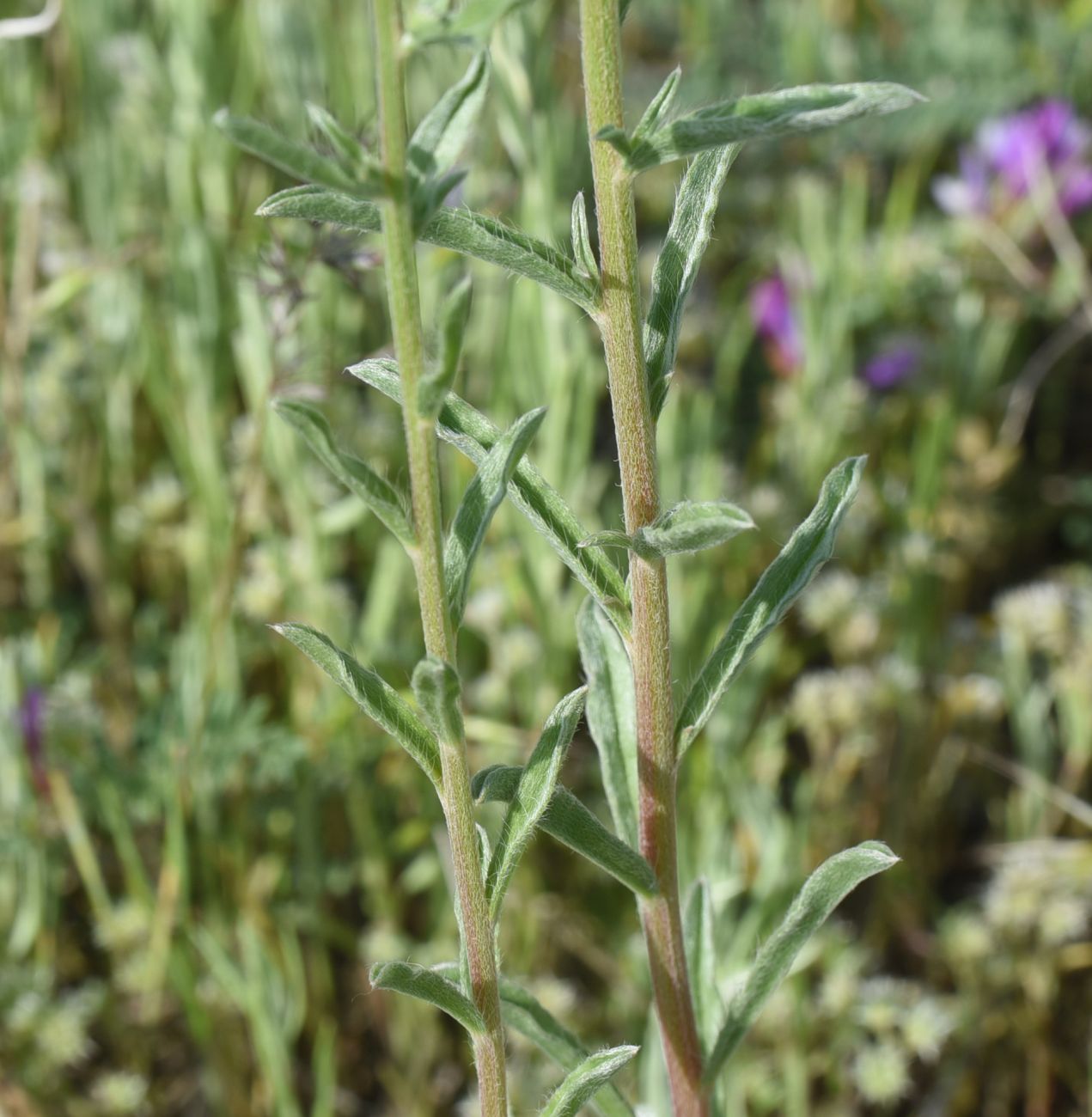 Изображение особи семейство Boraginaceae.