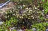 Cassiope ericoides. Цветущие растения среди камней в сообществе с Arctous alpina. Приморский край, Чугуевский р-н, гора Облачная, горная тундра. 10.06.2021.
