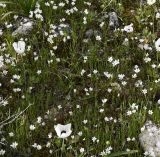 Gagea graeca. Цветущие растения в сообществе с цветущими Ranunculus asiaticus. Республика Кипр, окр. с. Мутайяка (Μουτταγιάκα), каменистый склон холма. 04.04.2026.