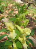 Corydalis marschalliana