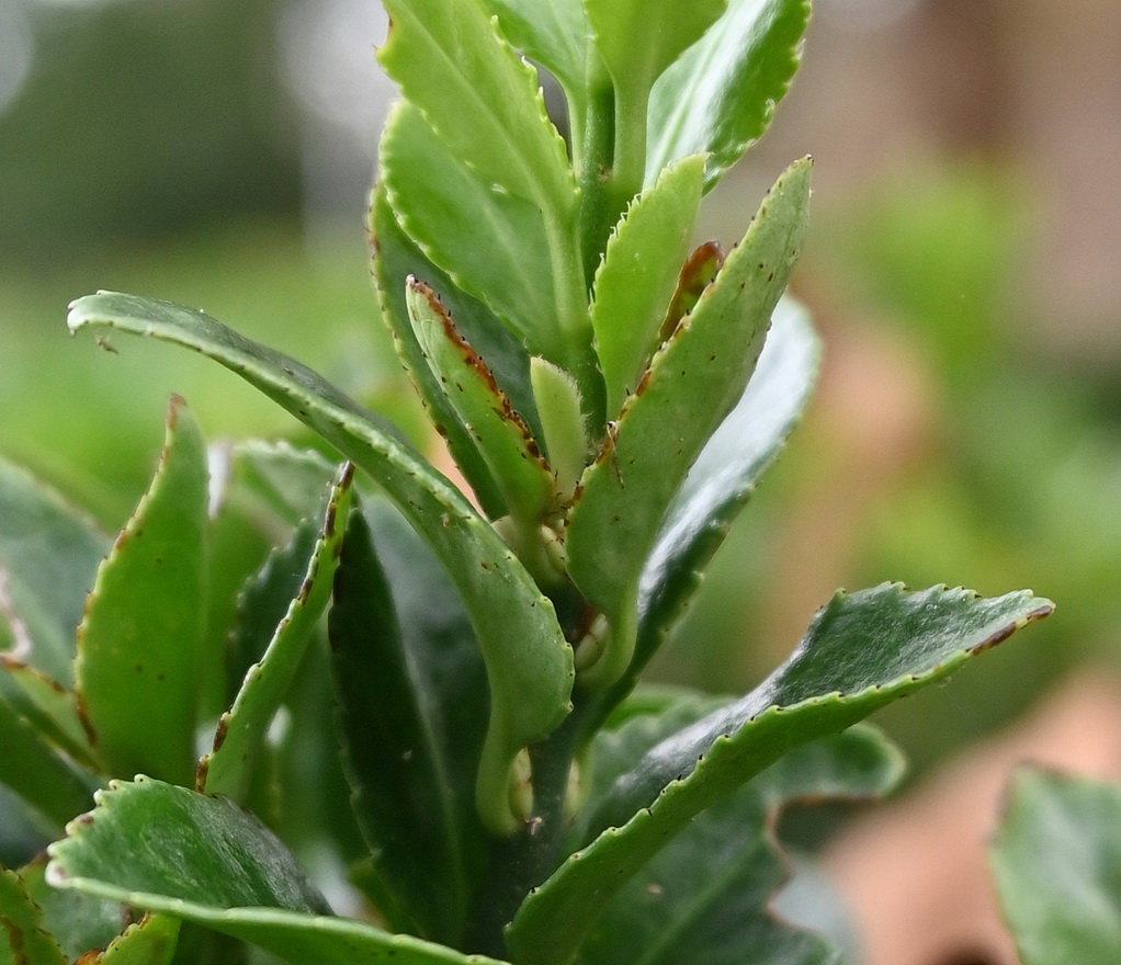 Изображение особи Euonymus japonicus.