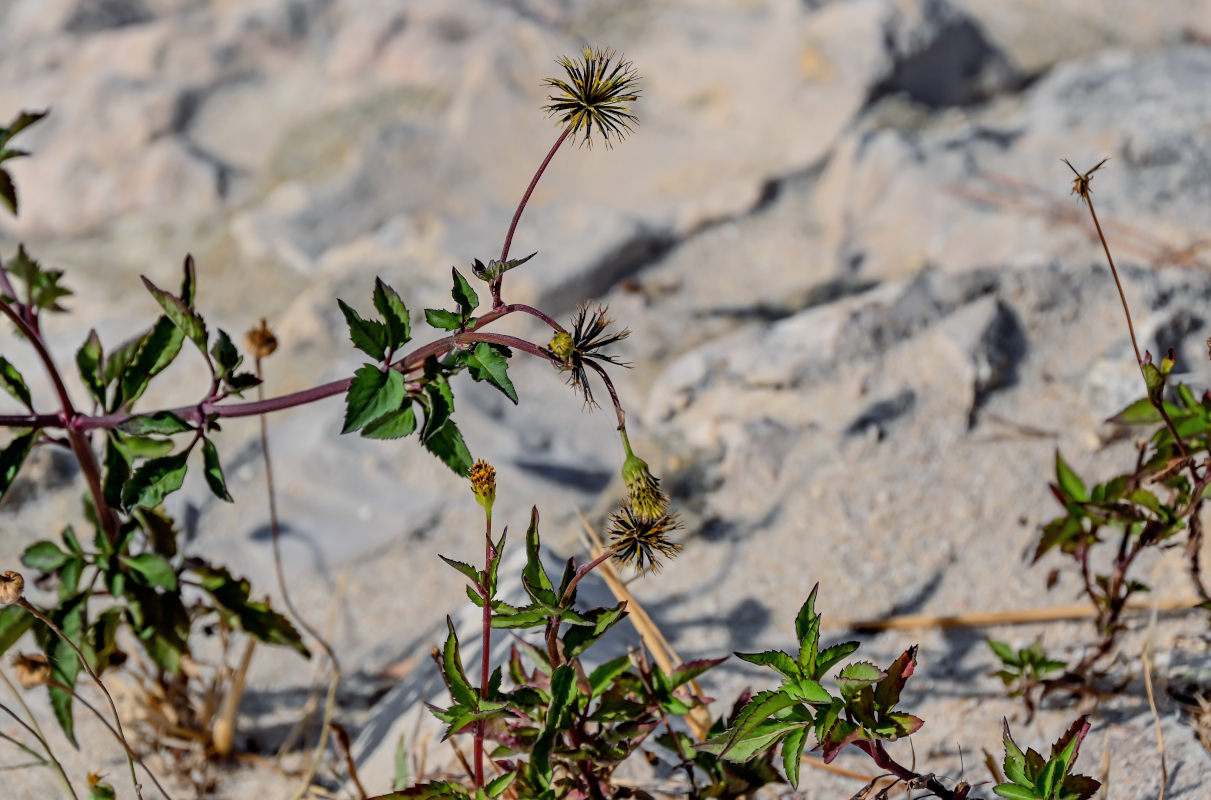 Изображение особи Bidens pilosa.