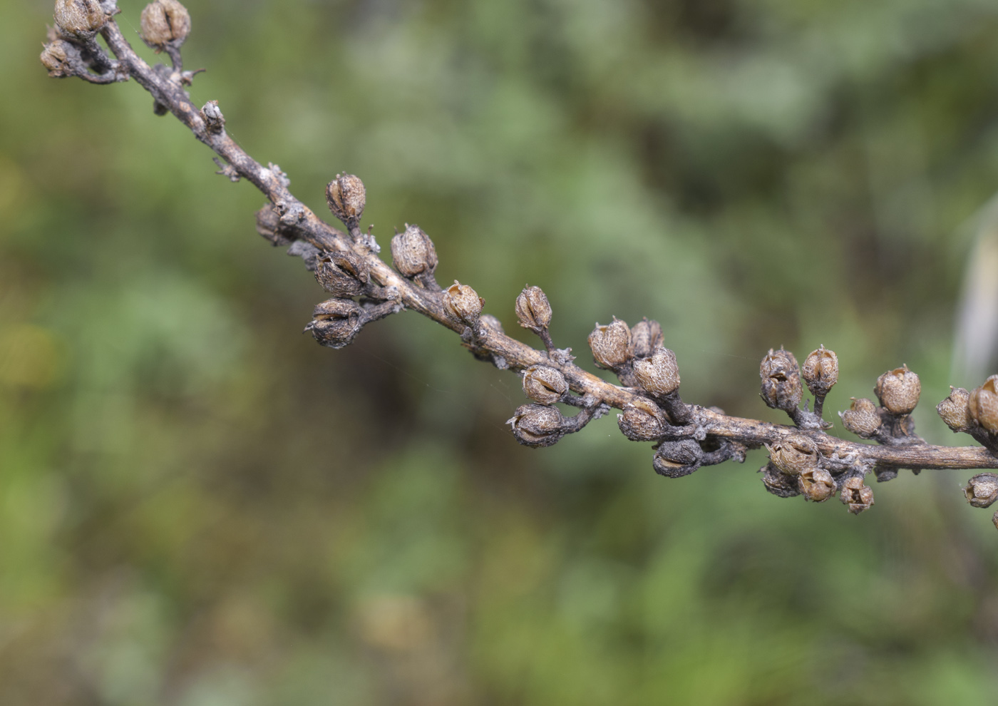 Изображение особи Verbascum pulverulentum.