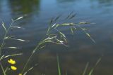 Helictotrichon pubescens. Соцветие. С.-Петербург, Петергоф, Луговой парк, берег пруда. 07.06.2026.
