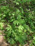 Aconitum sczukinii. Вегетирующее растение. Хабаровский край, г. Комсомольск-на-Амуре, правый берег р. Силинка, перелесок. 25.05.2026.