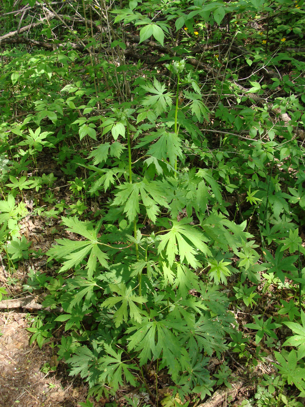 Изображение особи Aconitum sczukinii.