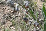 Rindera oblongifolia. Часть побега с соцветиями. Узбекистан, Ташкентская обл., зап. отроги Чаткальского хр., гора Бол. Чимган, Песочный перевал. 01.05.2011.